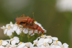 Páteříčci (Cantharidae) se mohou na květech vyskytovat ve vysokých počtech. Foto P. Šípek 