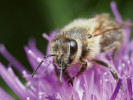 Pyl chrpy luční (Centaurea jacea) na čele včely medonosné (Apis mellifera). Foto L. Janošík 