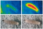 Záznam mrznutí larvy tropické octomilky Drosophila melanogaster pomocí termokamery (FLIR P660, nahoře) a digitální kamery (dole). Obr. a, c jsou pořízeny těsně před inokulací podchlazené larvy okolními ledovými krystaly (proniknutí krystalů z okolí do těla larvy), při teplotě těla -1,65 °C (zelená barva) a teplotě okolí asi -1,9 °C (světle modrá barva). O 10 sekund později  (obr. b, d) byla zaznamenána inokulace a rychlé promrznutí tělních tekutin doprovázené krátkodobým přechodným ohřátím až na teplotu blízko 0 °C  po uvolnění skupenského tepla mrznutí (posun přes žlutou až k červené barvě). Snímky: T. Štětina a V. Košťál