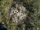 Tyto polygony měří pouhých několik centimetrů čtverečních. Čerskij v ústí řeky Kolyma, Jakutsko. Foto H. Šantrůčková