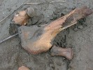 Yedoma sediment. Tato sprašová půda postupně pohřbívá organický materiál. Často se po jeho roztání objeví takové vzácnosti jako kosti mamuta pocházející z pleistocénu. Čerskij. Foto J. Šantrůček