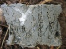 Vzorek permafrostu po odběru. Permafrost často obsahuje velké množství ledu. Foto H. Šantrůčková