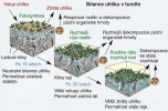 Znázornění následků odtávání  permafrostu, kdy se aktivní půdní vrstva prohlubuje, dochází k sesedání půdy a rozvoji vegetace. Podle různých zdrojů. Orig. M. Chumchalová