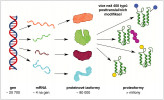 Od genu po proteoformu. Lidský genom obsahuje přibližně 20 700 genů, které kódují proteiny. Každý gen má průměrně čtyři transkripční varianty dané alternativním sestřihem, což umožňuje vznik více než 80 tisíc proteinových izoforem. Proteiny poté procházejí posttranslačními modifikacemi (úpravami, blíže v textu), jichž existuje více než 400 různých typů a vedou ke vzniku milionů unikátních proteoforem. Proteoformy: modré kolečko – glykosylace, fialové – ubikvitinace, žluté – fosforylace, zkrácení proteinu – proteolýza. Vytvořeno v programu BioRender, orig. J. Červenka (https://biorender.com/k049v5o) 