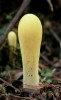 Plodnice kyje žlutotemenného (Clavariadelphus xanthocephalus) a kyjovečky hnědavé (Clavulinopsis helvola, následující obr.) mohly být předobrazem pro Prototaxites v dobách, kdy byla zvažována jeho příslušnost mezi houby. Pouze svým tvarem, nikoli velikostí, neboť oba druhy mají plodnice několik centimetrů vysoké, které se „krčí“ v lesním, resp. lučním podrostu. Foto L. Zíbarová 