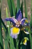Plané druhy kosatců ze skupiny spuria, především kosatec východní (Iris orientalis), se pěstují jako okrasné rostliny na hřbitovech ve Středozemí minimálně od středověku. Cílené šlechtění kosatců této skupiny však začalo až ve 20. letech minulého století. V Průhonické botanické zahradě se mu věnuje Milan Blažek – na snímku jeden z jeho dosud nepojmenovaných semenáčů. Foto P. Sekerka