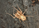 Šplhalka keřová (Anyphaena accentuata) využívá budky v zimě jako úkryt, odkud v noci vyráží na lov kořisti. Foto O. Machač