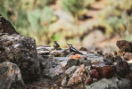 Kanárský poddruh strakapouda velkého (Dendrocopos major canariensis). Foto L. Macková