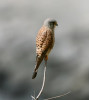 Poštolka obecná poddruhu Falco tinnunculus canariensis. Foto A. Hartlová