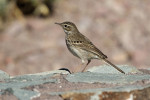 Linduška kanárská (Anthus berthelotii berthelotii). Foto Z. Souček 
