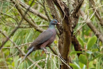 Holub vavřínový (Columba junoniae). Foto T. Aronson; Wikipedia.org, v souladu s podmínkami použití
