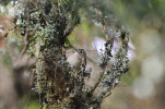 Králíček obecný kanárský (Regulus regulus teneriffae). Foto T. Dostál