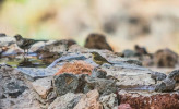 Budníček kanárský (Phylloscopus canariensis canariensis, vpravo) se samicí pěnkavy tenerifské (vlevo) u napajedla. Foto L. Macková 