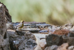 Kanár divoký (Serinus canaria) obývá nejen Kanárské ostrovy, ale i Madeiru a Azorské ostrovy. Chovatelé domestikované formy dobře znají jeho vášeň pro koupání. Foto L. Macková