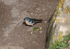 Pěnkava obecná tenerifského poddruhu Fringilla coelebs canariensis. V Las Lajas ztrácejí plachost při sběru zbytků potravy po domorodých piknicích. Foto Z. Souček