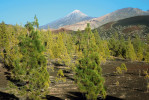 Pohled na nejvyšší horu ostrova Tenerife (a celého Španělska) Pico del Teide přes porost borovice kanárské (Pinus canariensis). Foto Z. Souček