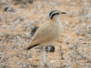 Běhulík plavý saharský (Cursorius cursor cursor). Foto M. Frencl