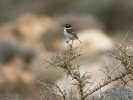 Bramborníček kanárský (Saxicola da cotiae dacotiae), endemit Fuerteventury. Foto M. Frencl