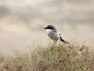Ťuhýk šedý ostrovního poddruhu Lanius excubitor koenigi. Foto M. Frencl