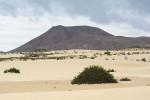 Polopoušť na ostrově Fuerteventura. Foto O. Hauck 