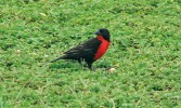 Jako náš špaček nachází na trávnících potravu vlhovec červenoprsý (Sturnella militaris). Foto J. Májsky
