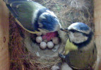 Ukázka záběru z chytré ptačí budky. Předávání potravy mezi samicí a samcem sýkory modřinky (Cyanistes caeruleus). Foto z archivu M. Zárybnické