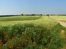 Chemicky neošetřený okraj pole. Foto V. Zámečník