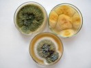 Sedmidenní kolonie kropidláku Aspergillus parasiticus rostoucí na  různých médiích (CYA – Czapkův agar s kvasničným extraktem, MEA – agar se sladovým extraktem, YES – agar s kvasničným extraktem). Různé zabarvení a vzhled kolonií jsou způsobeny přítomností různých živin v kultivačním médiu. Foto A. Nováková