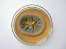 Aspergillus stella-maris, sedmi­denní kolonie na sladinovém agaru. Foto A. Nováková