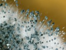 Okraj kolonie Aspergillus clavatus s viditelnými konidiofory. Foto A. Nováková