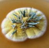Sedmidenní kolonie různých druhů rodu štětičkovec (Penicillium), které se liší zbarvením, rýhováním kolonií, produkcí sekundárních metabolitů (dochází k zabarvení agarového média nebo vytváření exudátu – roztoků sekun­dárních metabolitů na povrchu kolonií). Foto A. Nováková