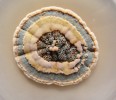Sedmidenní kolonie různých druhů rodu štětičkovec (Penicillium), které se liší zbarvením, rýhováním kolonií, produkcí sekundárních metabolitů (dochází k zabarvení agarového média nebo vytváření exudátu – roztoků sekun­dárních metabolitů na povrchu kolonií). Foto A. Nováková