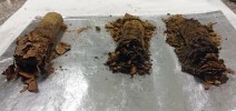 Vzorky půdy připravené pro další zpracování, např. pro izolaci kvasinek  nebo analýzu environmentální DNA.  Foto B. D. Bahnmann