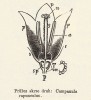 Další ukázka ze Sachsova úspěšného seriálu. „Průřez skrze druh: Campanula rapunculus.“ Článek O květech  (Živa 1855, 3: 83–91)