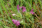 Všivec lesní (Pedicularis sylvatica) na rašelinné louce  u biologické terénní  stanice Ruda  na Třeboňsku.  Všivce jsou poloparaziti a potlačují odnožující dominantní trávy,  čímž přispívají k vyšší diverzitě rostlin. Foto T. Kučera