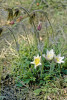 Jedna z posledních přežívajících rostlin koniklece jarního (Pulsatilla vernalis) v přírodní památce Kozí vršek. V současnosti se na lokalitě vlastněné Českou botanickou společností nachází několik exemplářů vypěstovaných  ze semen. Foto T. Kučera