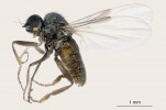 Samice kouřomilky Microsania pectipennis chycená na lokalitě Kořenov-Jizerka (22. července 2013). Foto M. Tkoč