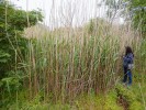 Invazní populace rákosu obecného (Phragmites australis). Rhode Island, USA. Foto P. Pyšek
