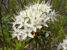  Rojovník grónský (Rhododendron groenlandicum) je severoamerickým vikariantem eurasijského rojovníku bahenního (R. tomentosum) a roste v podrostu na podobných stanovištích. Foto T. Kučera