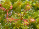 Masožravá rosnatka prostřední (Drosera intermedia) roste jak v Evropě, tak na východě Severní Ameriky na slatinných stanovištích. Zaujme dlouhými žlázkami (tentakulemi) s lepkavým slizem obsahujícím trávicí enzymy. Foto T. Kučera