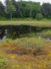 Ostřicomechová formace slatiniště s vyšším zastoupením šáchorovitých rostlin (Cyperaceae) na lokalitě Pequawket Bog. Foto T. Kučera