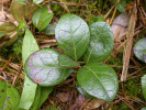 Libavka poléhavá (Gaultheria procumbens) roste přirozeně na okrajích rašelinišť, kde tvoří řídké nízké kobercovité porosty. Foto T. Kučera