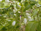 Až 3 m vysoký keř „kanadské borůvky“ brusnice chocholičnaté (Vaccinium corymbosum) roste v okrajové sušší části laggu se smrkem černým a modřínem americkým (Larix laricina), jejichž rozšíření v Severní Americe kopíruje oblast pleistocenního zalednění. Fotografie v tomto článku, pokud není uvedeno jinak, pocházejí z rašelinišť blízko města Ossipee ve státě New Hampshire. Poděkování zaslouží Garrett E. Crow, který nás tam s Janem Jeníkem v r. 2005 provázel. Foto T. Kučera