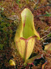 Masožravá špirlice nachová (Sarracenia purpurea) roste na otevřených plochách na houpavé rašelině. Do Evropy byla zavlečena a v posledních letech se zde šíří, resp. je i u nás vysazovaná. Zaznamenána byla mimo jiné na Tříjezerní slati na Šumavě, Borkovických blatech u Soběslavi nebo také u rybníka Řásník ve Žďárských vrších. Foto T. Kučera