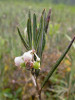 Americká kyhanka modrolistá (Andromeda glaucophylla) příbuzná s evropskou kyhankou sivolistou (A. polifolia). V zahradnické praxi jsou česká jména často zaměňovaná. Foto T. Kučera