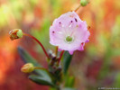 Mamota sivolistá (Kalmia polifolia) tvoří nižší keře a roste na kyselých rašelinných vlhkých půdách. Foto T. Kučera