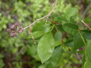 Lyonie ptačí zob (Lyonia ligustrina) tvoří ve své domovině na východě USA až 4 m vysoké porosty na okrajích rašelinišť a na rozdíl od jiných vřesovcovitých (Ericaceae) má suché pukavé tobolky. Pěstuje se pro atraktivní bohatá květenství. Foto T. Kučera