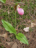 Střevíčník bezlodyžný (Cypripedium acaule) se vyskytuje na okrajích lesů a v otevřených rašeliništích a vřesovištích na chudých kyselých půdách. Nápadný, spíše jednotlivě rostoucí střevíčník. Foto T. Kučera