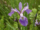Různobarevný kosatec pestrý či strakatý (Iris versicolor) připomíná svým zbarvením i biotopem náš domácí kosatec sibiřský (I. sibirica), s nímž bývá zaměňován coby velmi oblíbená trvalka. Foto T. Kučera