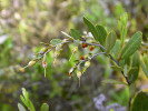 Rozlehlé porosty lýkovečku drobnokališného (Chamaedaphne calyculata) na zvodnělých okrajích rašelinných jezírek zpevňují tzv. houpavou rašelinu. Cirkumpolární rozšíření vyznívá do střední Evropy v Polsku, do České republiky nezasahuje. Foto T. Kučera
